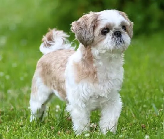 Dog Alert