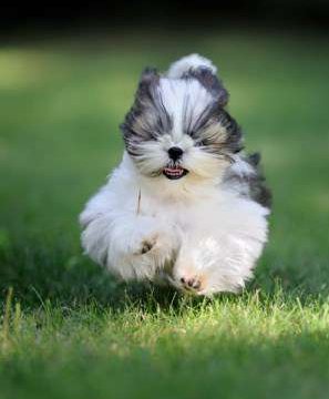 Dog Exercise